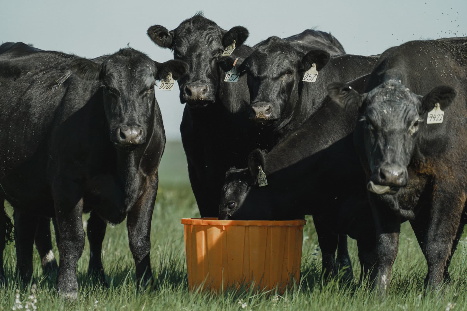Neil Gerbig 06_22-17 cows gathered around tub