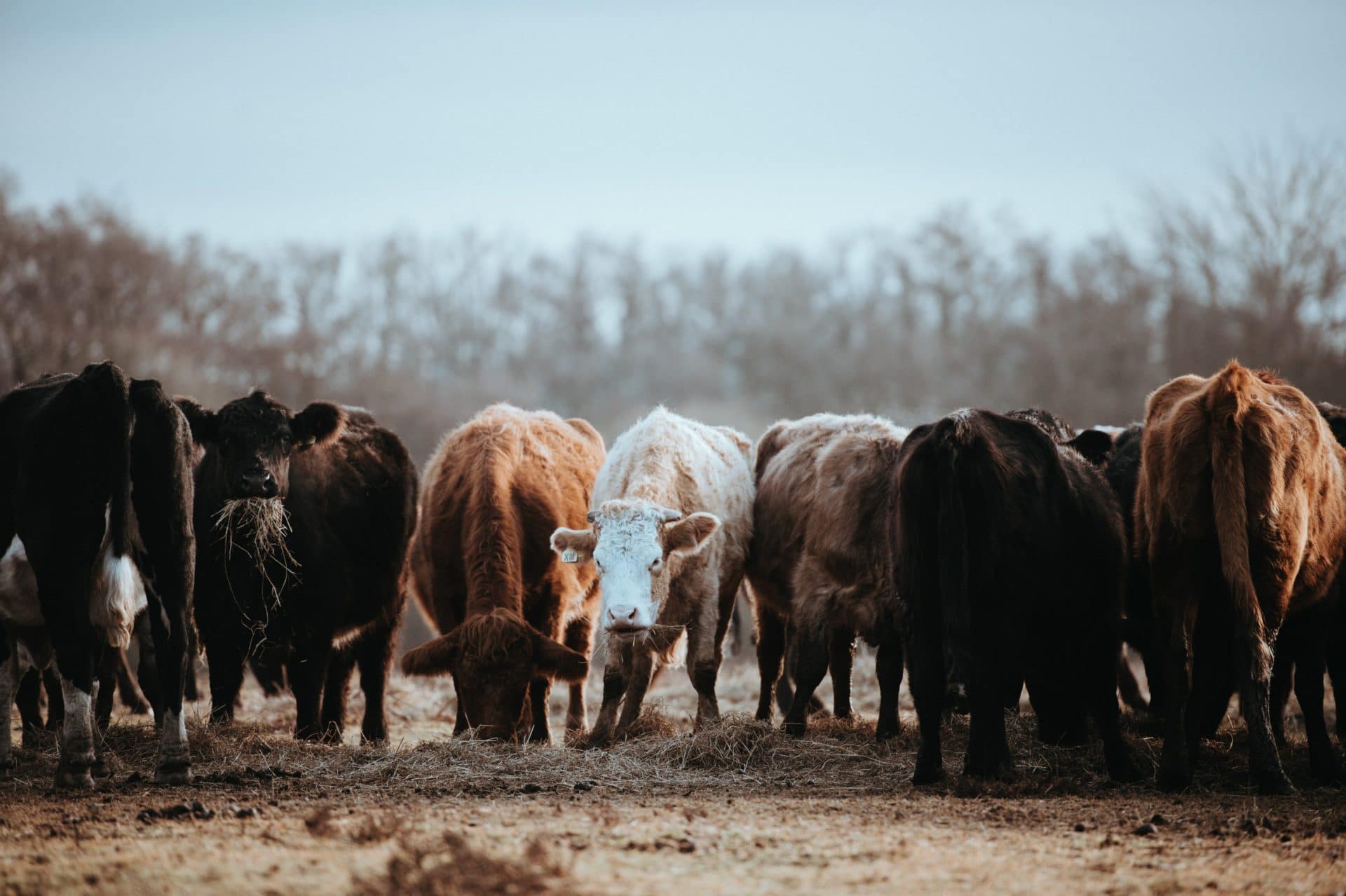 annie-spratt-jCsaWIosboI-unsplash annie-spratt-jCsaWIosboI-unsplash