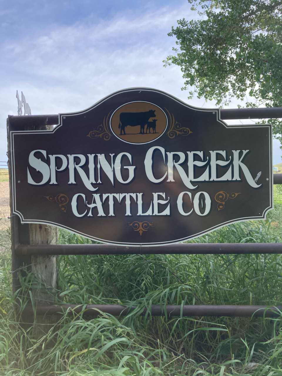 Spring Creek Cattle Co Emmit Dickschat Spring Creek Cattle Co Emmit Dickschat