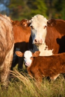 cow calf looking cow calf looking