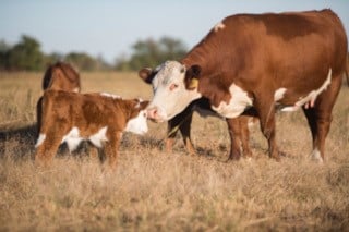 cow calf touching noses cow calf touching noses