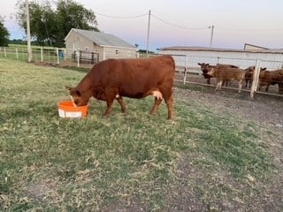 ledbetter cow on riomax ledbetter cow on riomax