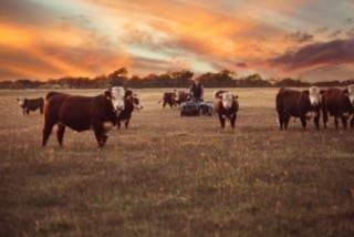 ledbetter cows sunset2 ledbetter cows sunset2