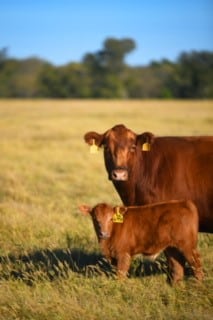 red angus cow calf red angus cow calf