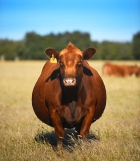 red angus pregnant cow red angus pregnant cow