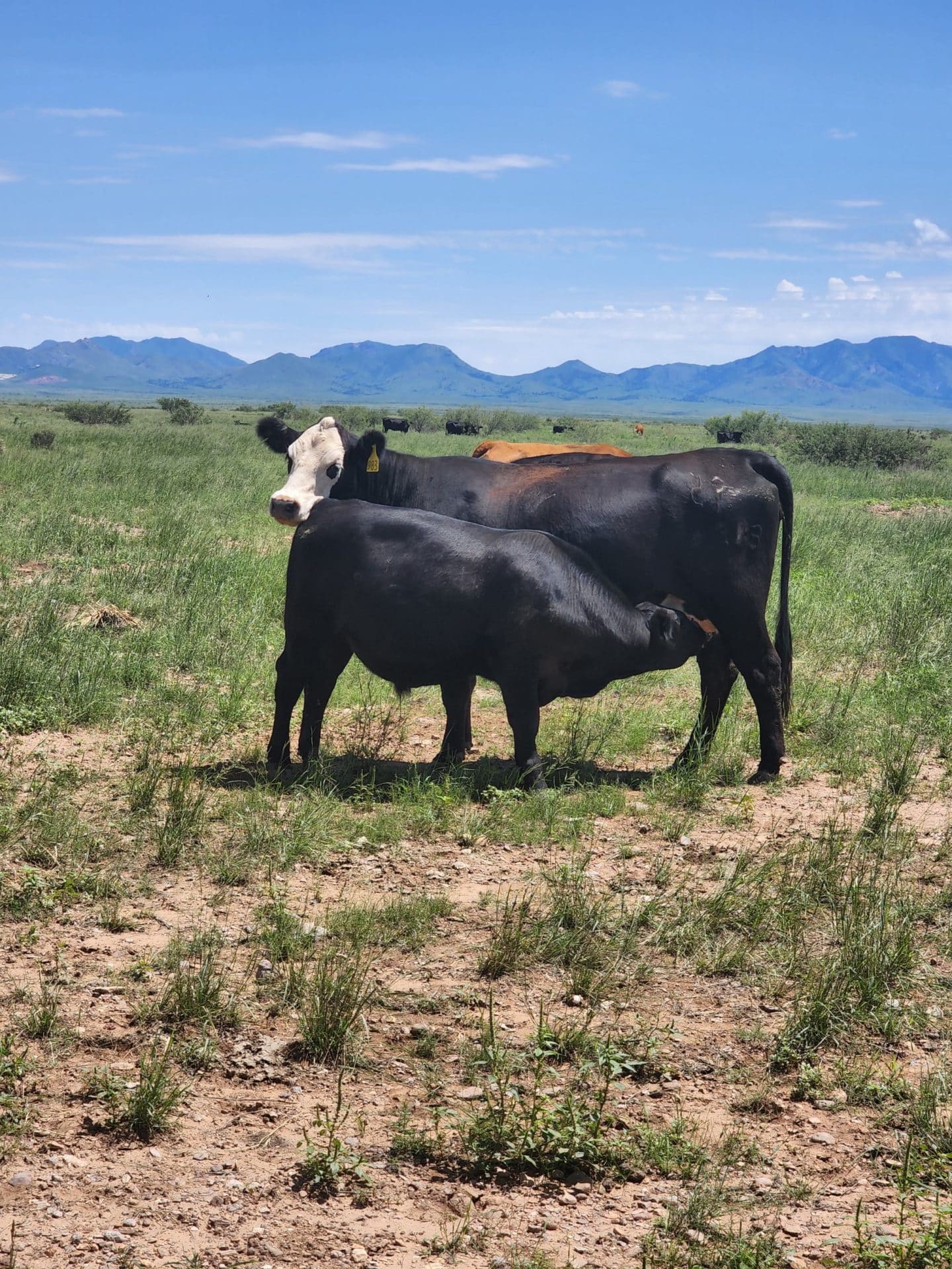 Cow/calf Cienega Ranch Cow/calf Cienega Ranch