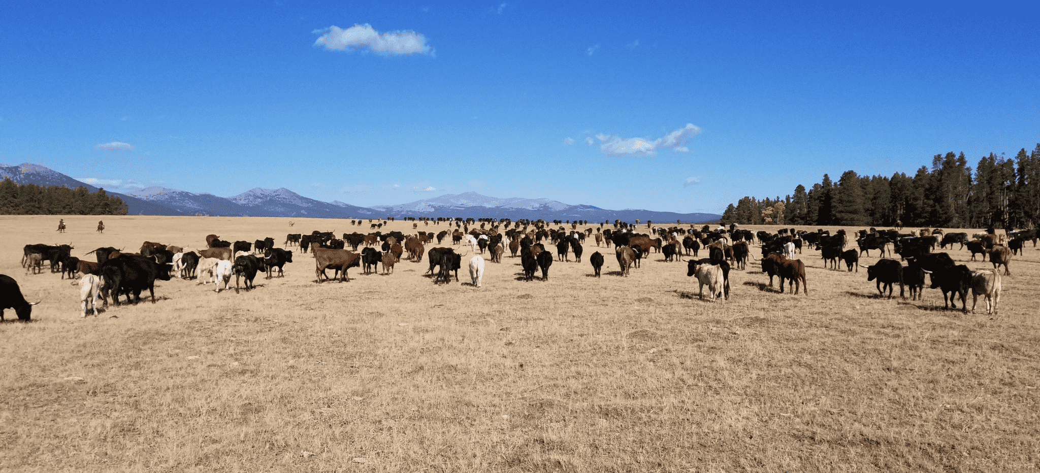Cattle Photo.Purdy Ranch Cattle-Photo.Purdy-Ranch.png
