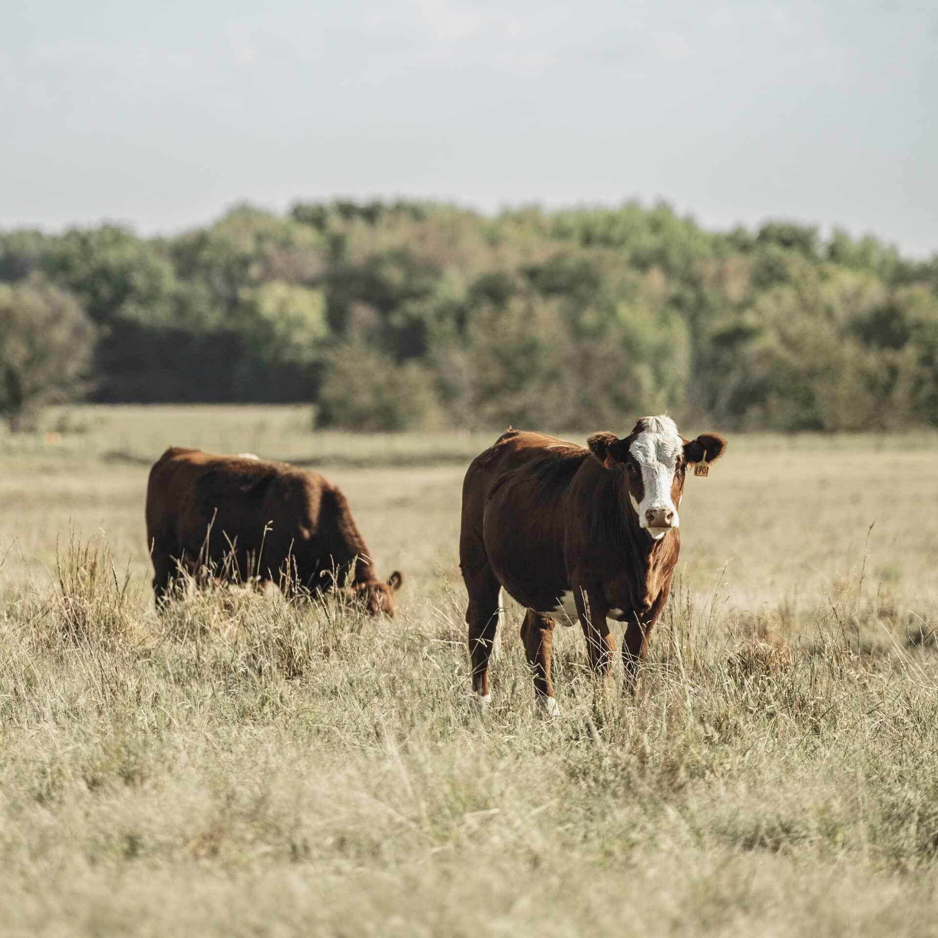 Good Forage Left With Riomax®
