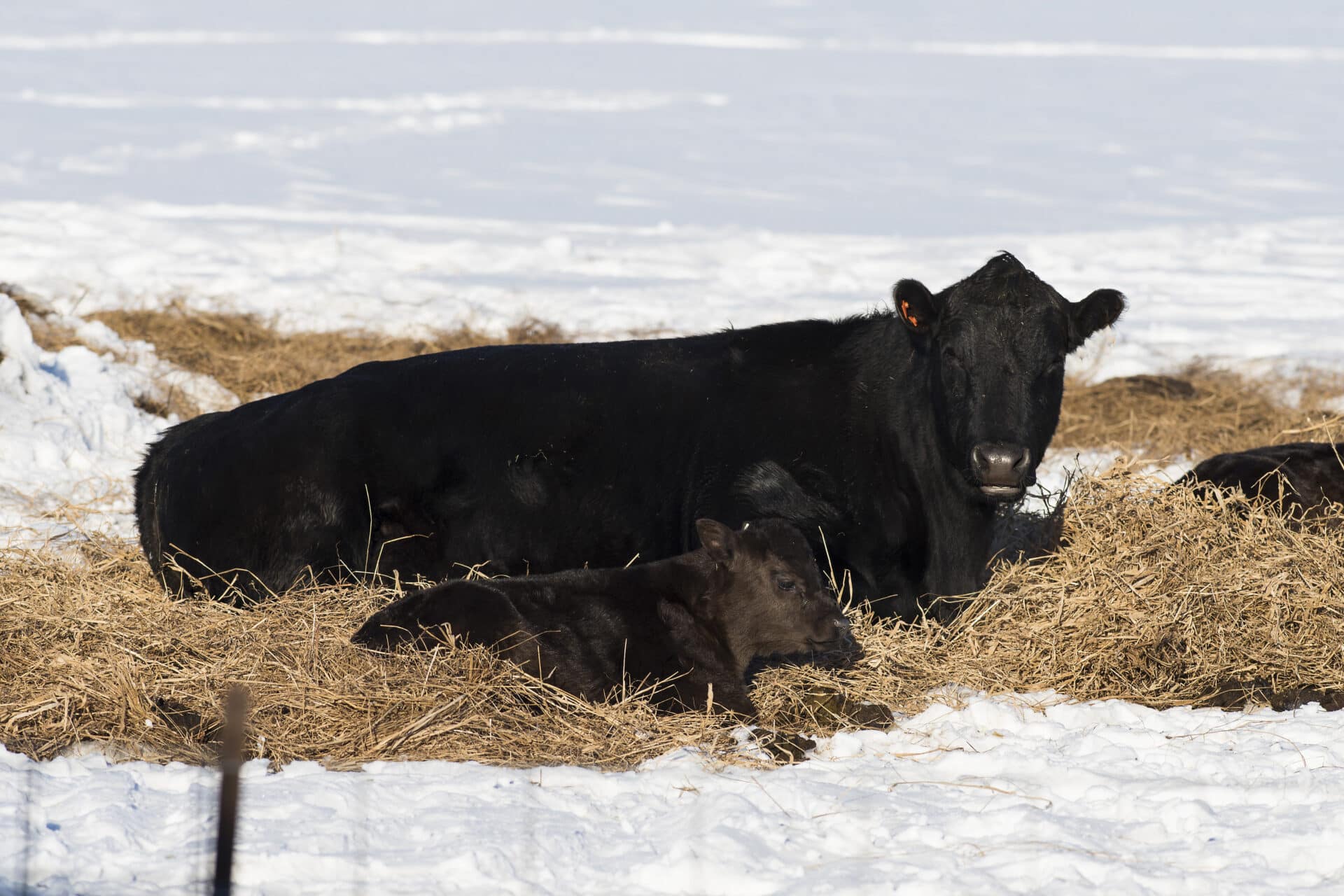 Black Angus cattle in a feed lot in the winter Black Angus cattle in a feed lot in the winter