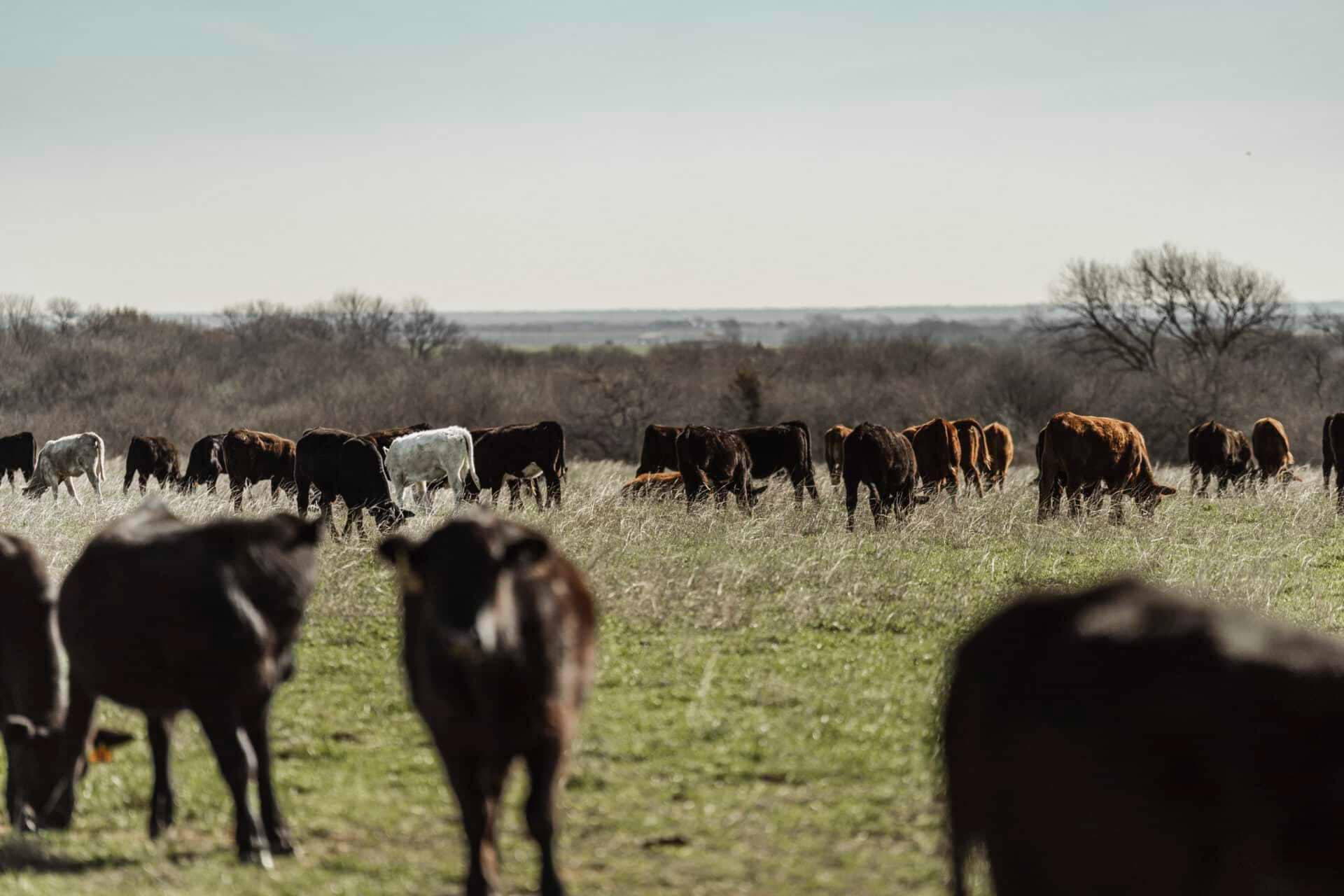 Trent Uptmore Ranch-12 Trent Uptmore Ranch-12