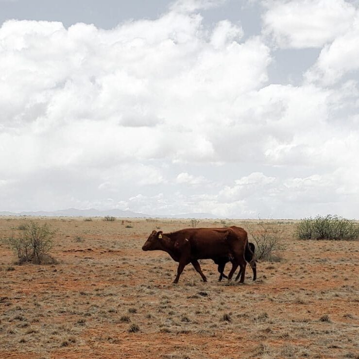 drought drought