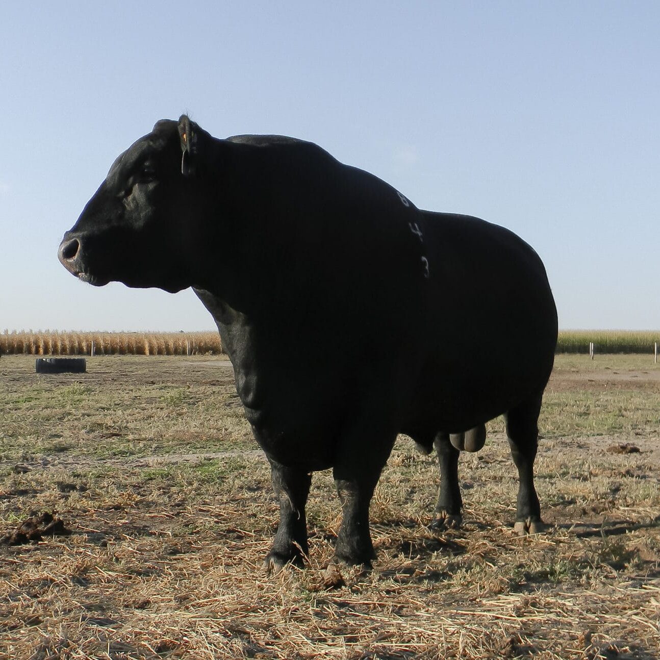 black bull black bull