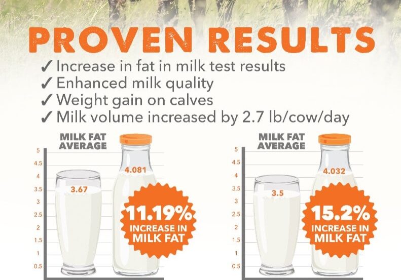 quality cow milk production