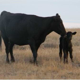 cow and calf cow and calf