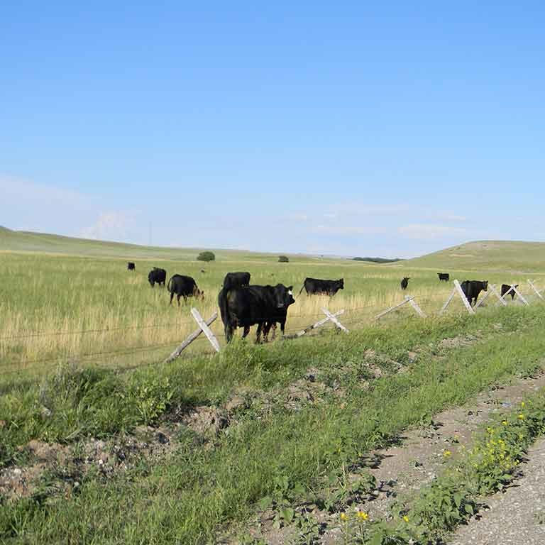 Cows in the field Cows in the field