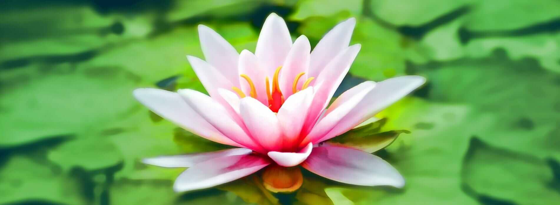 flor-de-lotus-padmasana