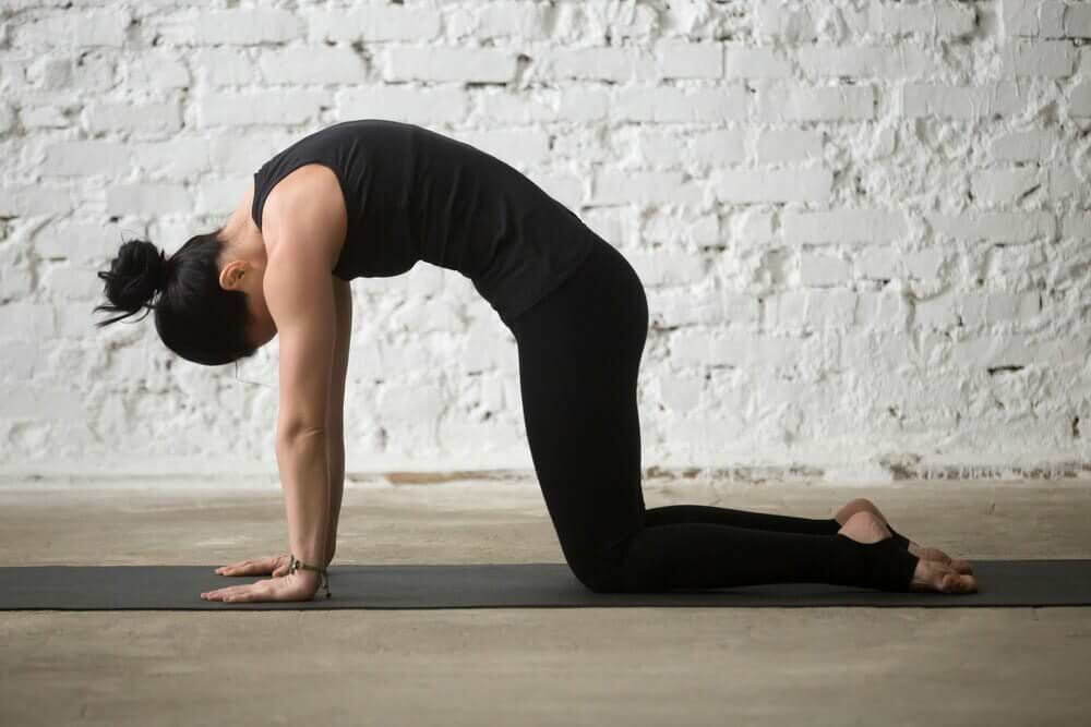 postura-gato-yogateria