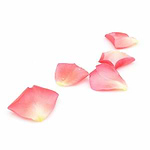 rosa-yogateria