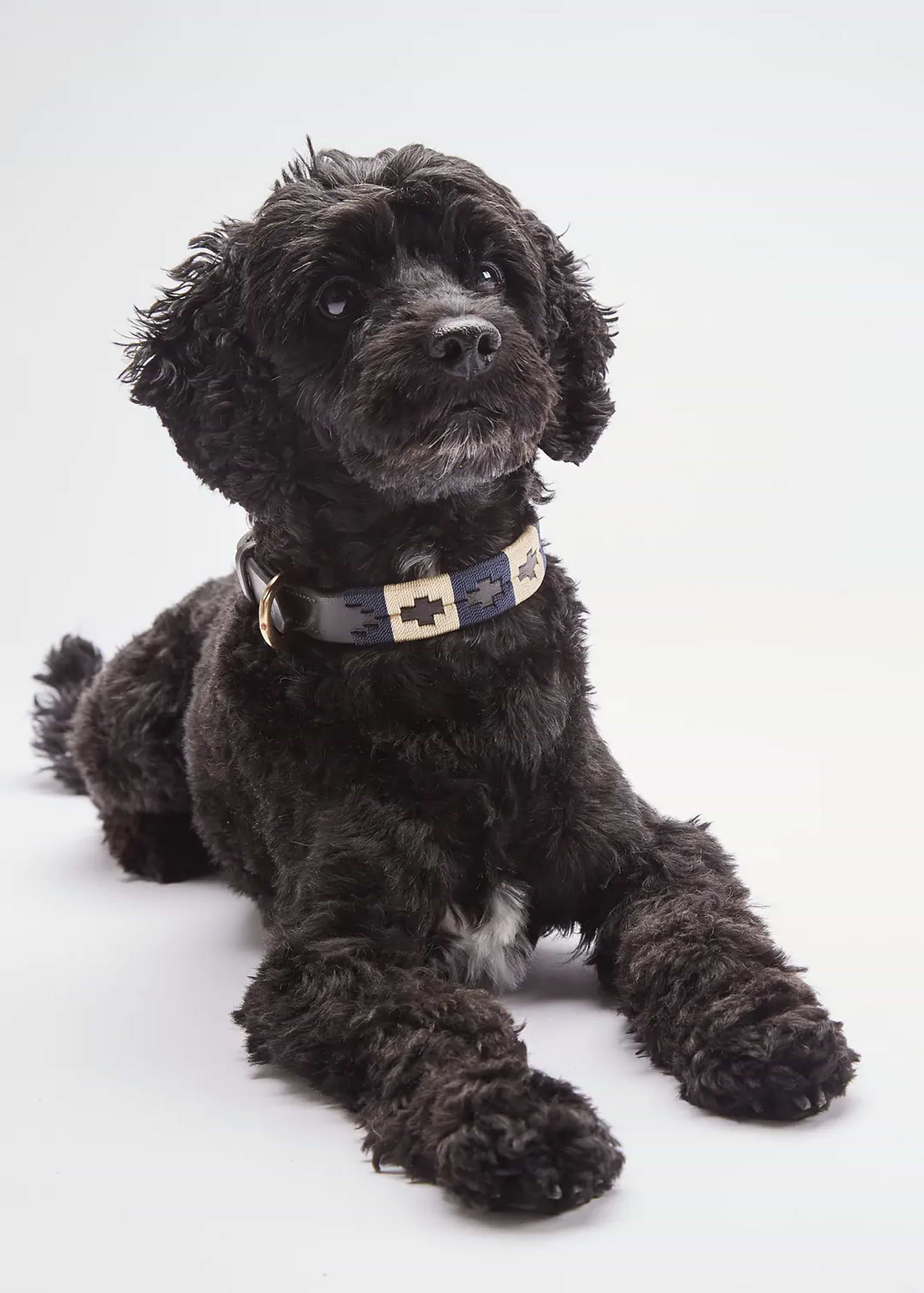 Collier pour chien
