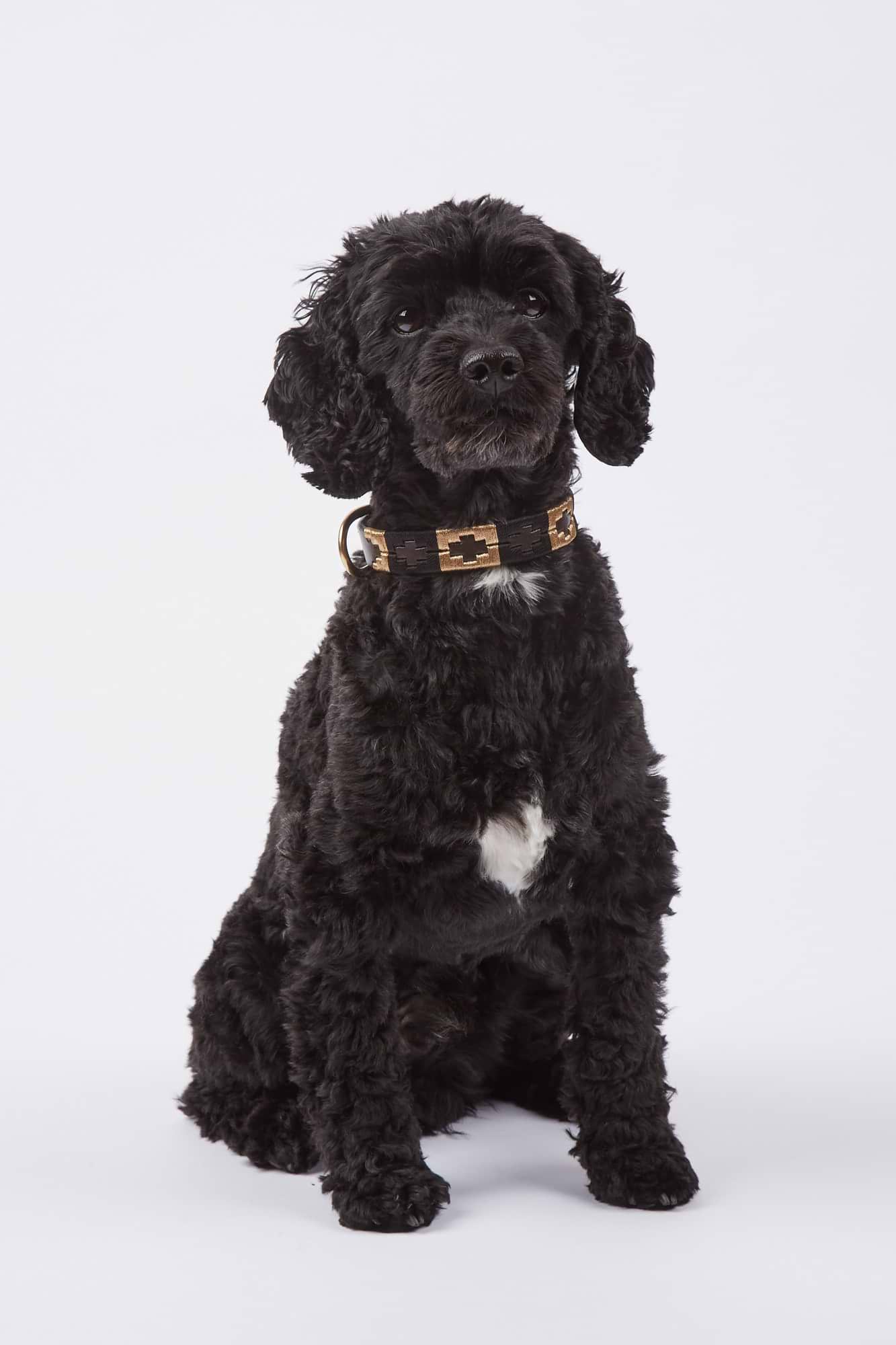 Dog Collar