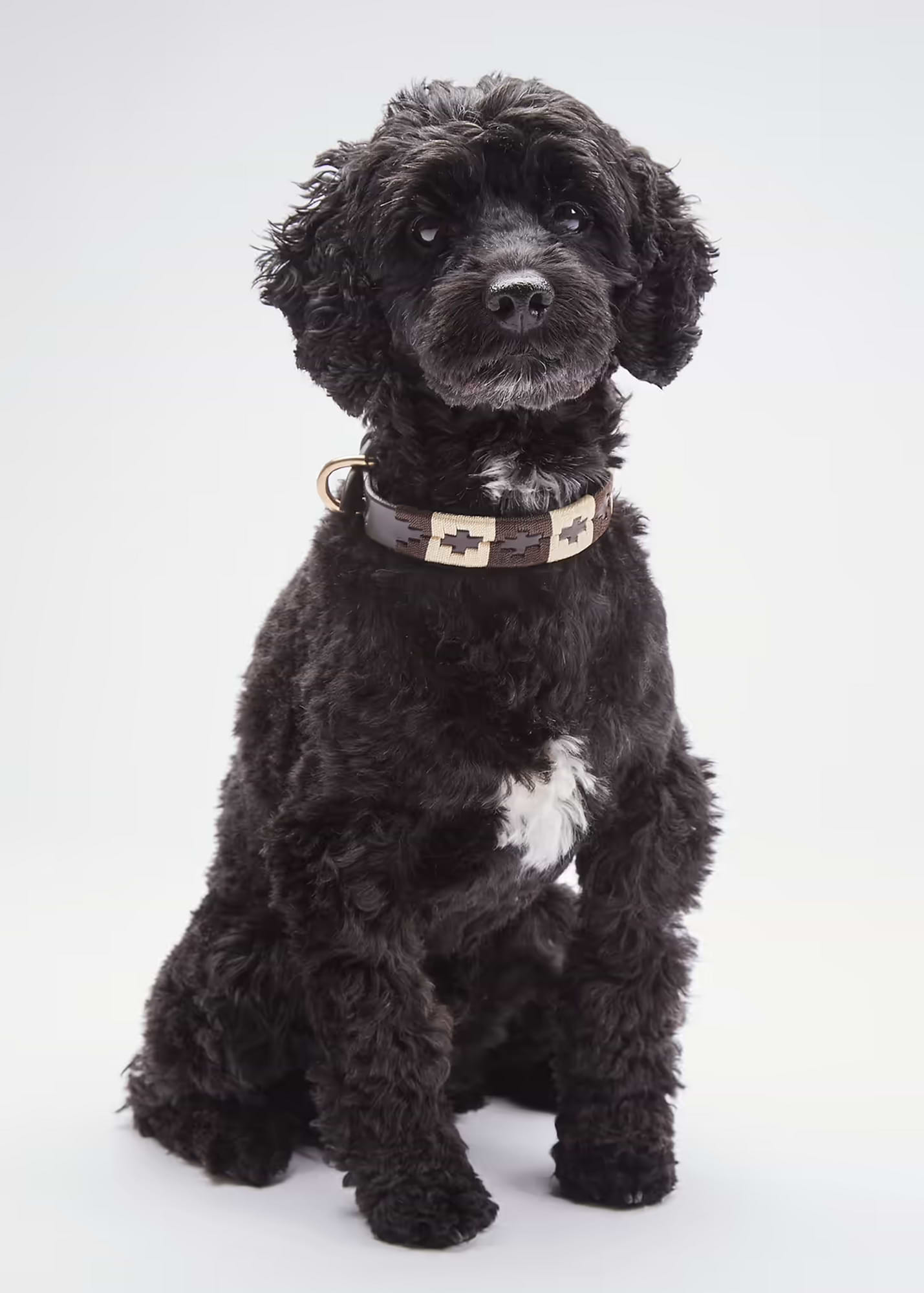 Dog Collar