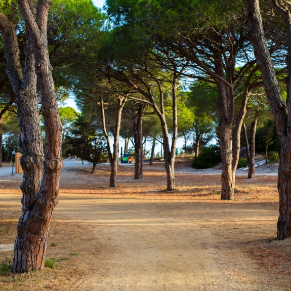 Walk through the trees to the beach at Baia dei Mori Beach Club