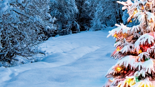 Christmas tree on a ski slope
