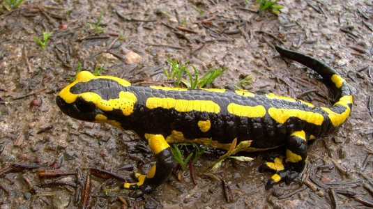 Wildlife in Paklenica National Park