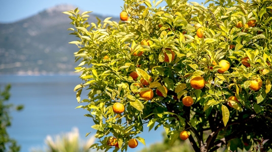 What to eat in Calabria