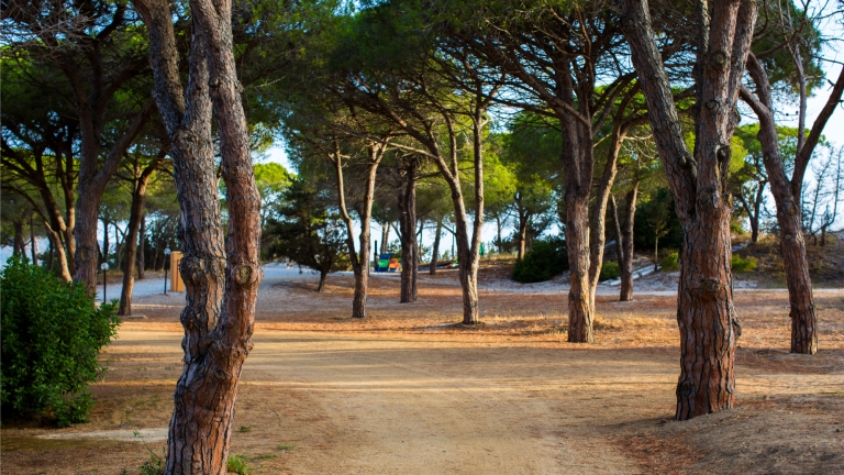 Walk through the trees to the beach at Baia dei Mori Beach Club