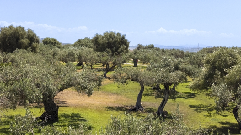 Olive groves in the grounds of the resort