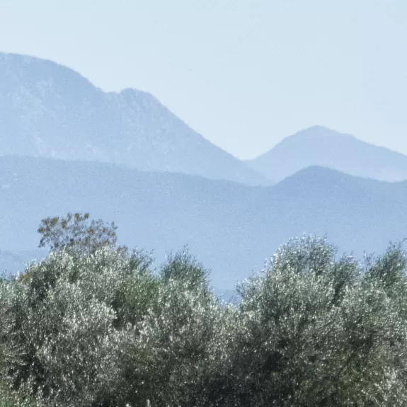 Olive Grove in Greece