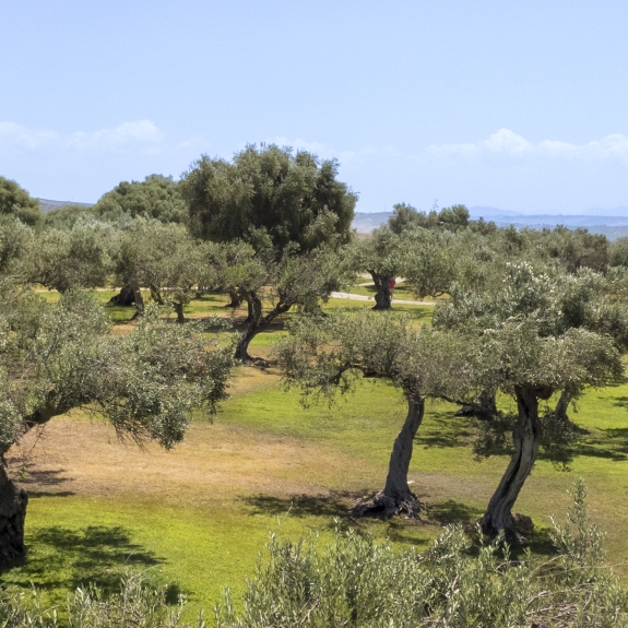 Olive groves in the grounds of the resort