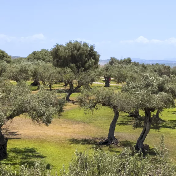 Olive groves in the grounds of the resort at Neilson | Mangia's Torre del Barone
