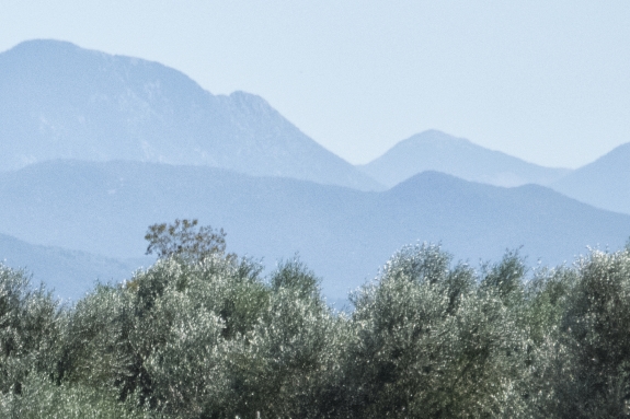 Olive Grove in Greece