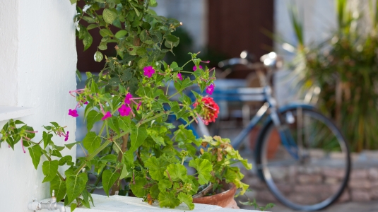 A bright purple and red flower