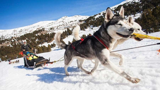 husky dog sledding