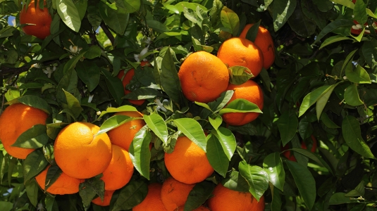 oranges on a tree