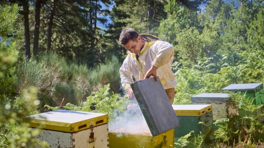 Beekeepers collecting honey to use at a Neilson Beach Club