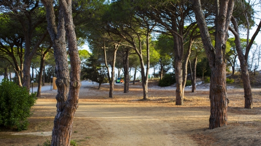 Pine forest