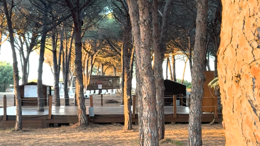 Fitness deck in the pine forest