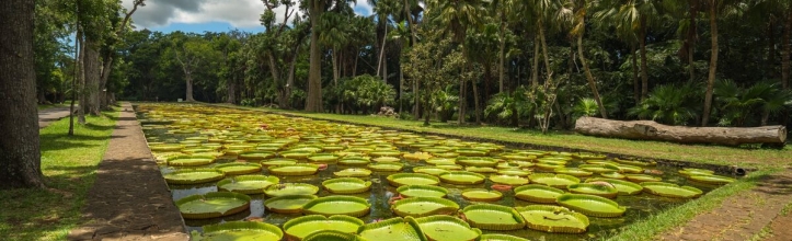 Sir Seewoosagur Ramgoolam Botanical Garden
