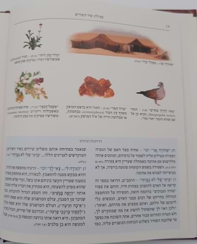 שירה חדשה מתחתנים - שיר השירים חופה וקידושין / מפעל משנה תורה (יוחאי מקבילי)