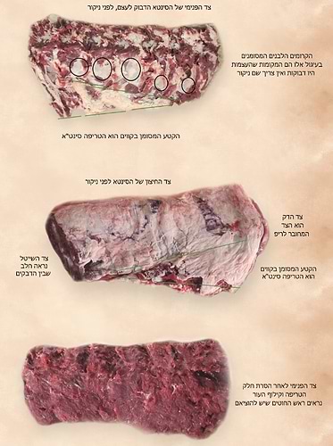 סדר הניקור לבעל העיטור עם פירוש הר
