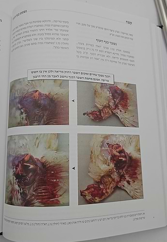 טריפות העוף השכיחות בזמנינו / הרב אהרן קושיצקי