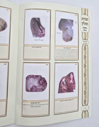 ושננתם - תורת חולין / ציורים ותמונות על מסכת חולין