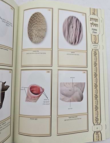 ושננתם - תורת חולין / ציורים ותמונות על מסכת חולין