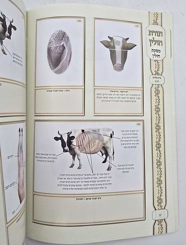ושננתם - תורת חולין / ציורים ותמונות על מסכת חולין