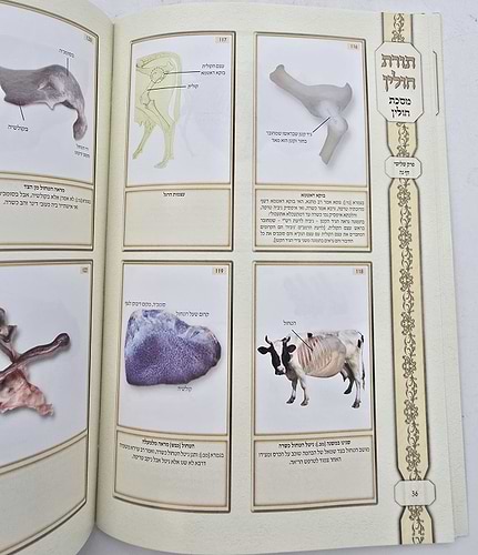ושננתם - תורת חולין / ציורים ותמונות על מסכת חולין