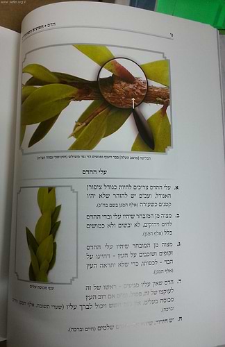 המינים המהודרים - הלכות ארבעת המינים